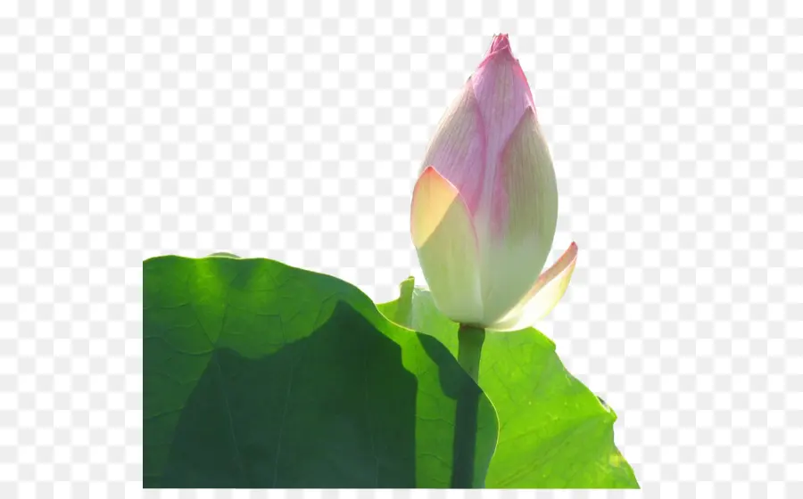 Lotus，Floraison PNG