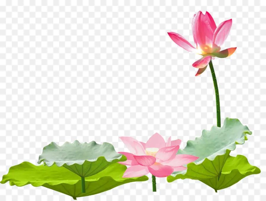 Lotus，Fleur PNG