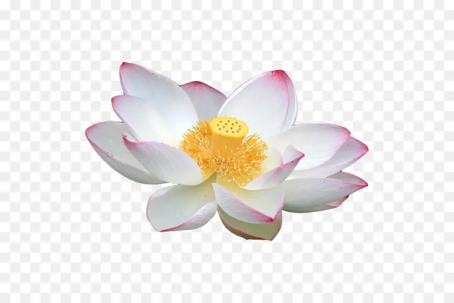 Fleur De Lotus，Floraison PNG