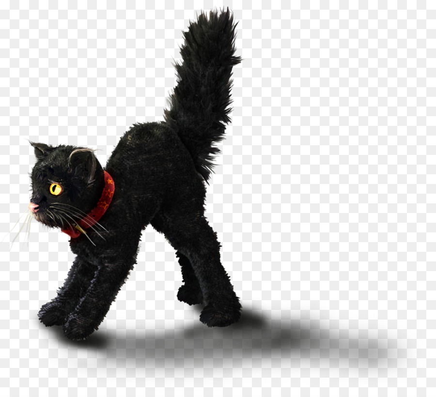 Chat Noir Chaton Chat Png Chat Noir Chaton Chat Transparentes Png Gratuit