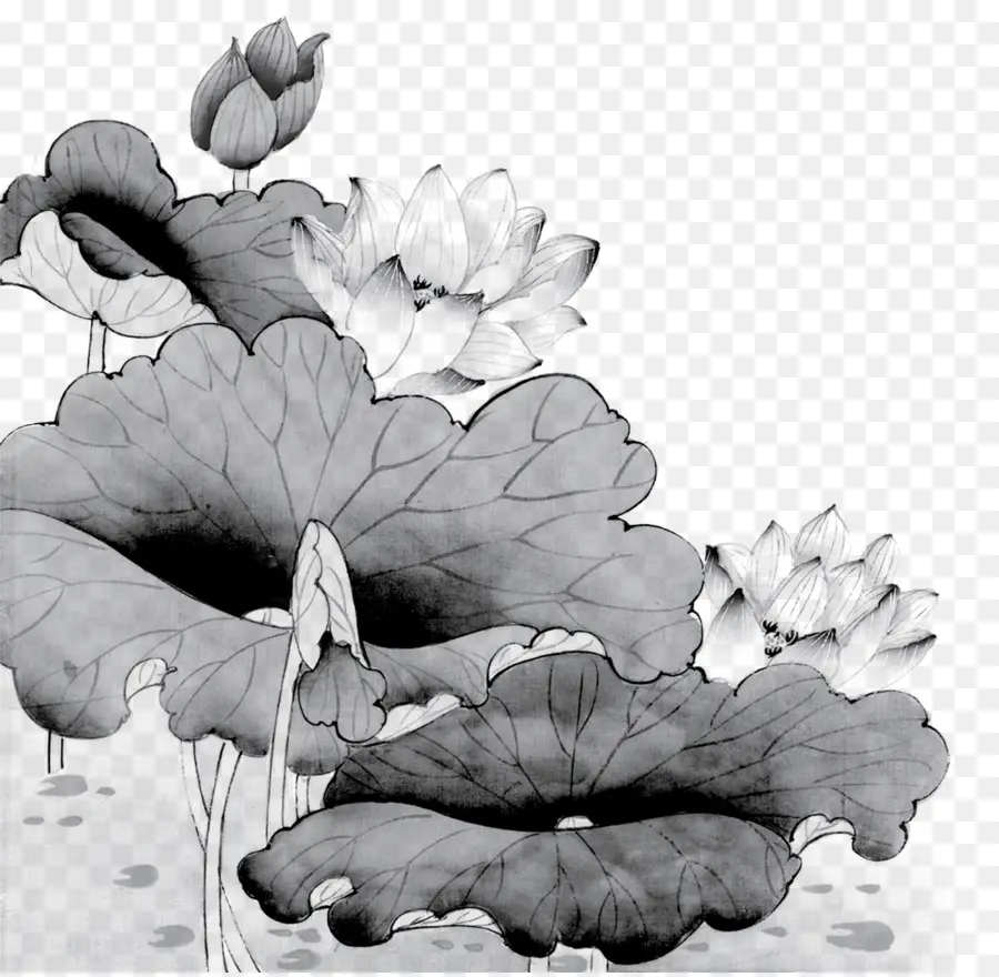 Fleurs De Lotus，Eau PNG