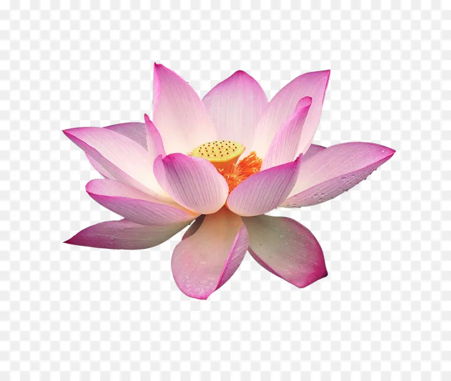 Nelumbo Nucifiera，Graphiques Raster PNG