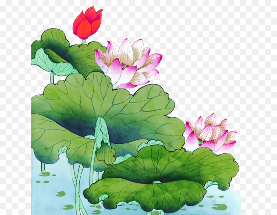 Fleur De Lotus，Eau PNG