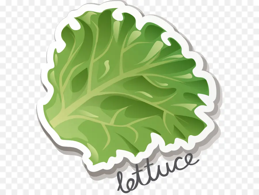 Laitue，Feuille PNG