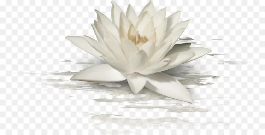 Lotus Blanc，Feuilles Vertes PNG