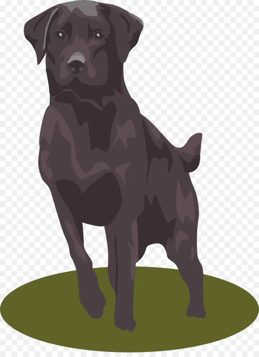 Le Labrador Retriever，Chiot PNG