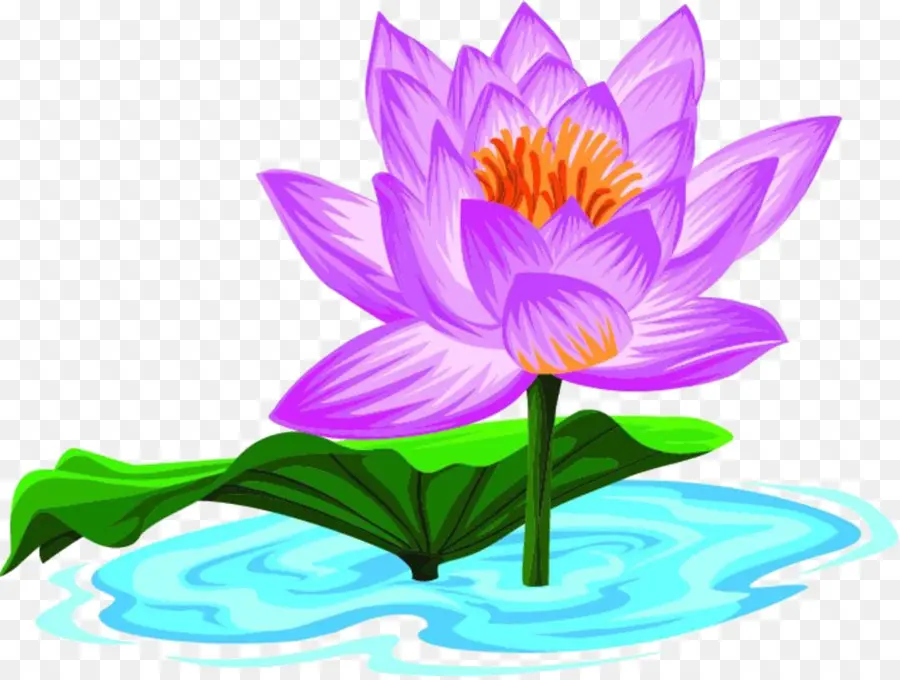 Lotus Violet，Eau PNG