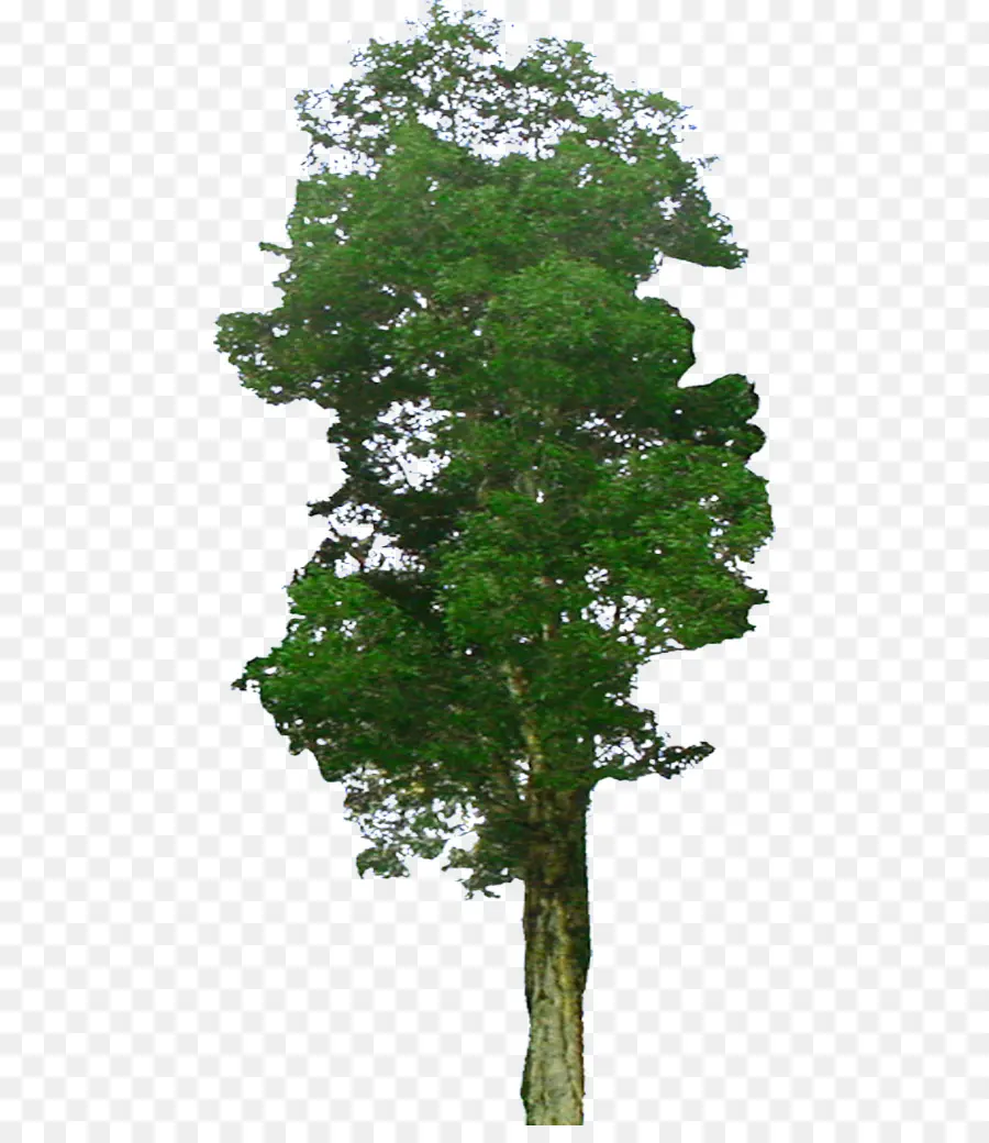 Arbre Vert，Feuilles PNG