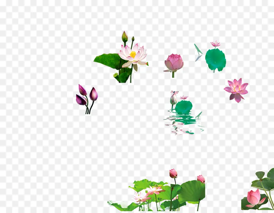 Fleurs De Lotus，Eau PNG