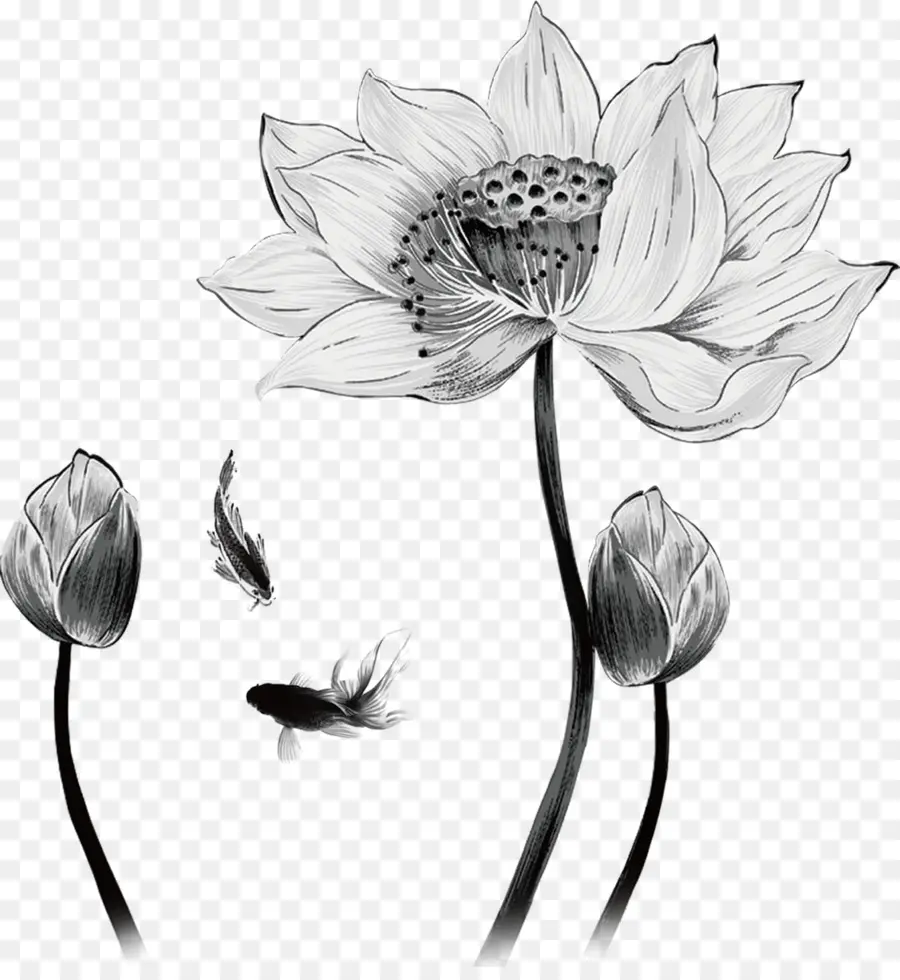 Lotus Noir Et Blanc，Poisson PNG