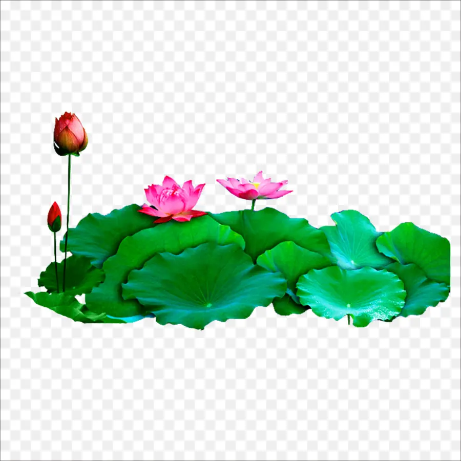 Fleurs De Lotus，Feuilles PNG