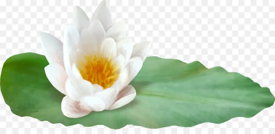 Lotus Rose，Fleurir PNG