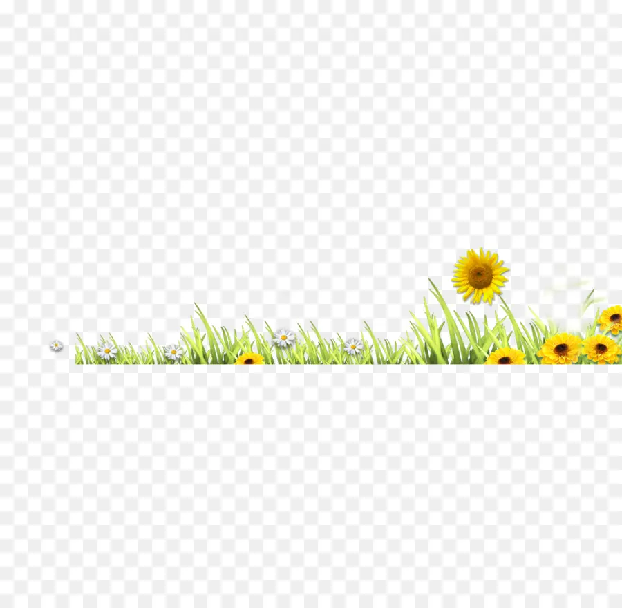 Tournesol，Fleur PNG