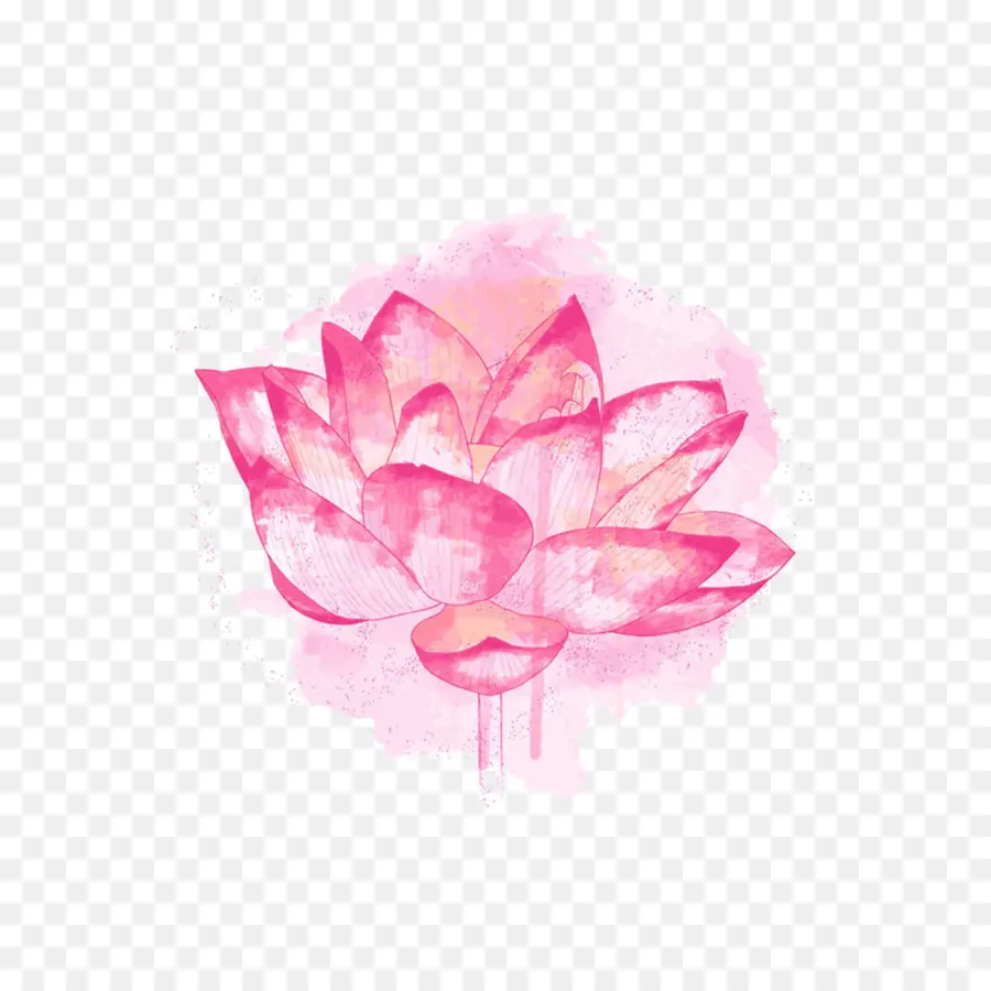 Fleur De Lotus，Rose PNG