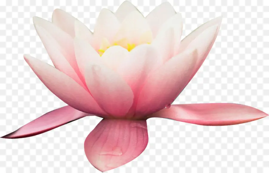 Lotus Rose，Floraison PNG