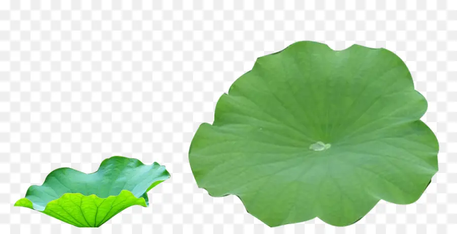 Nénuphar，Eau PNG