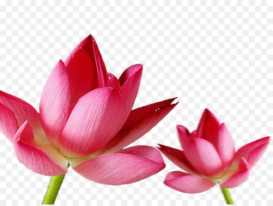 Fleur De Lotus，Rose PNG