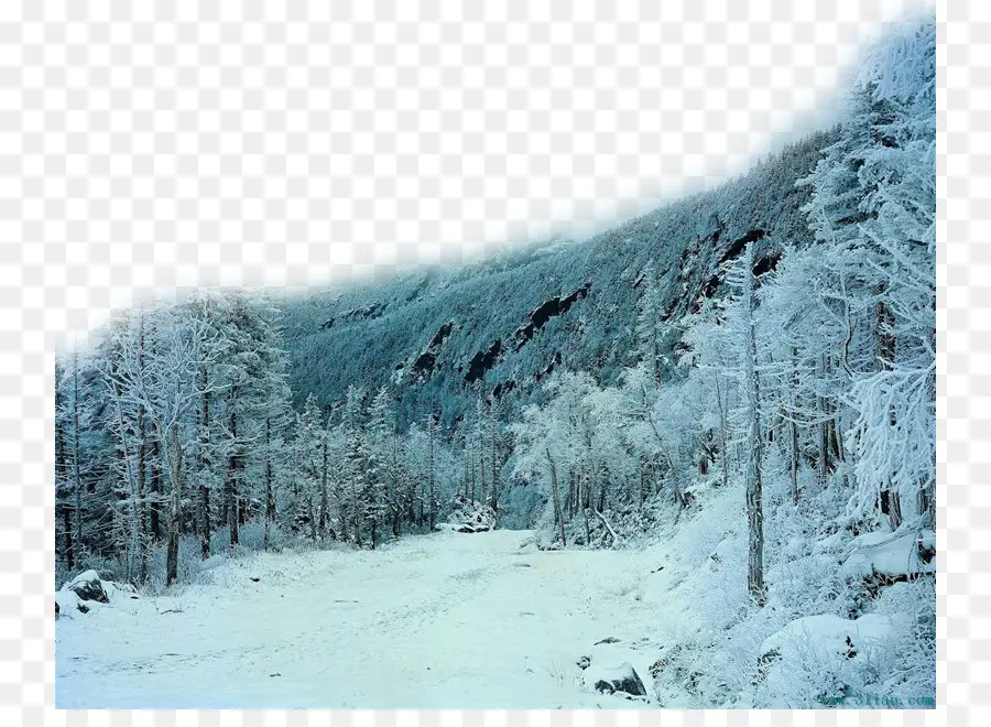 Forêt Enneigée，Hiver PNG