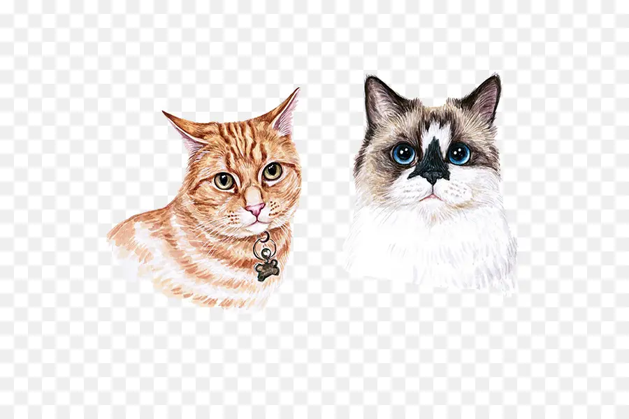 Portraits De Chats，Aquarelle PNG