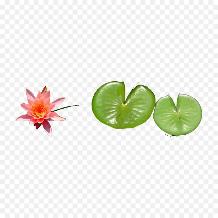 Feuille，Effet Lotus PNG