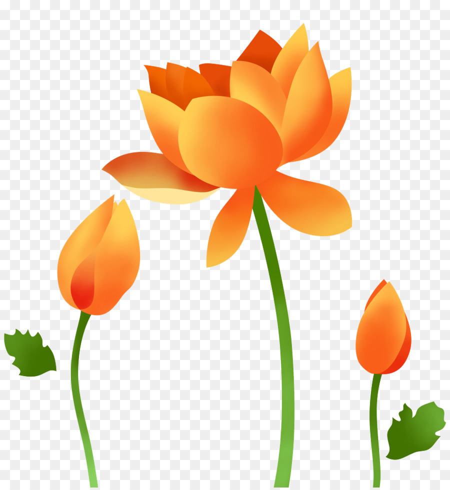 Fleurs De Lotus，Floraison PNG