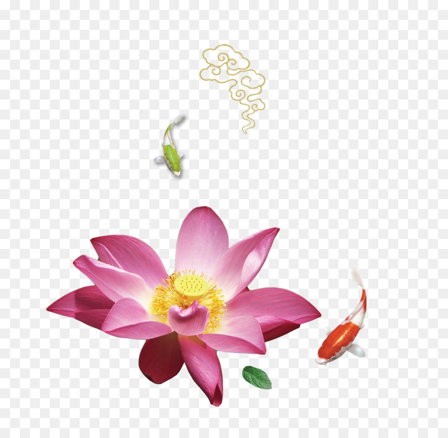 Nelumbo Nucifera，Télécharger PNG