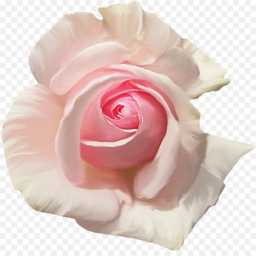 Roses De Jardin，Roses De Centifolia PNG