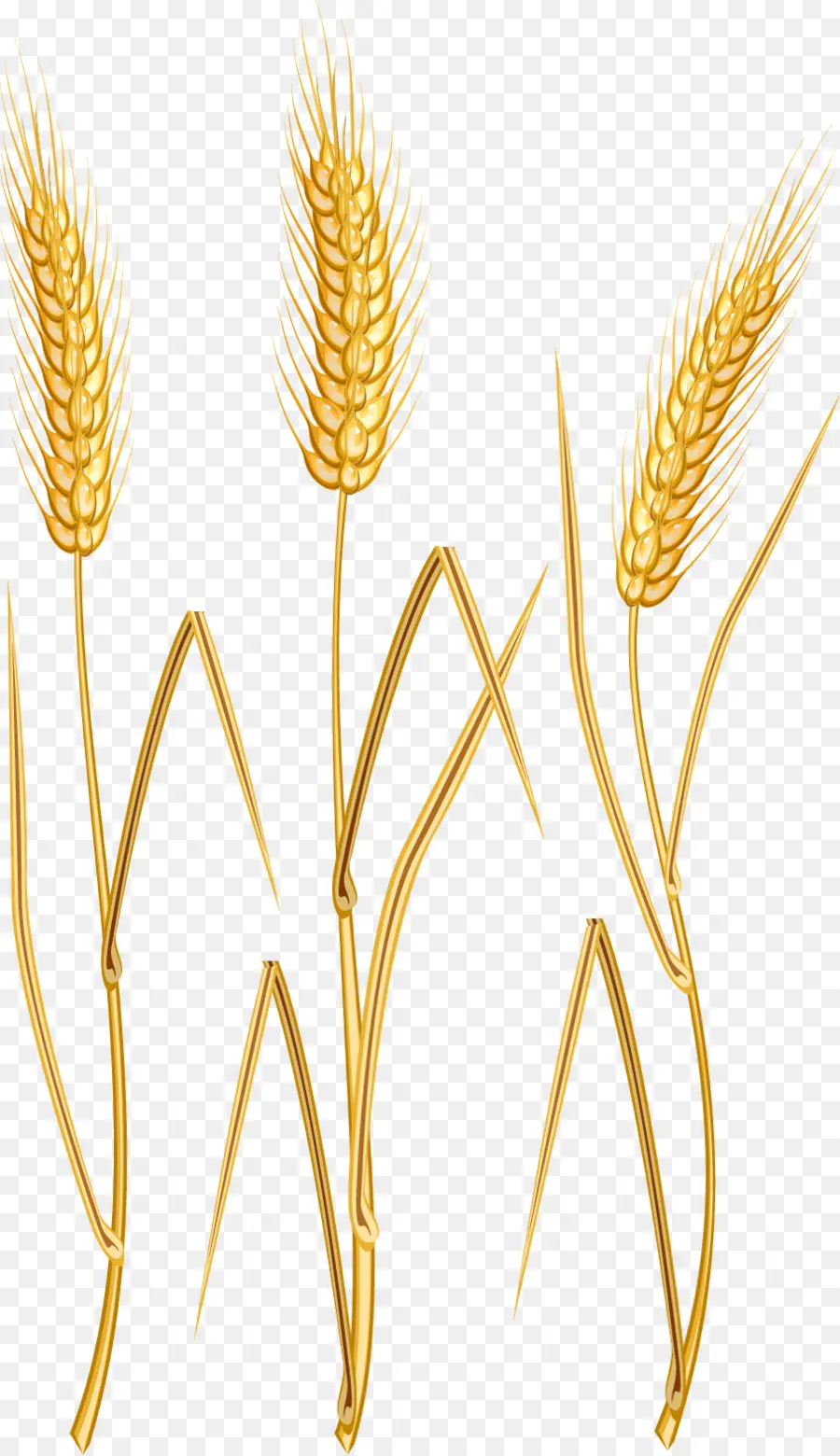 Gerbes De Blé，Grain PNG