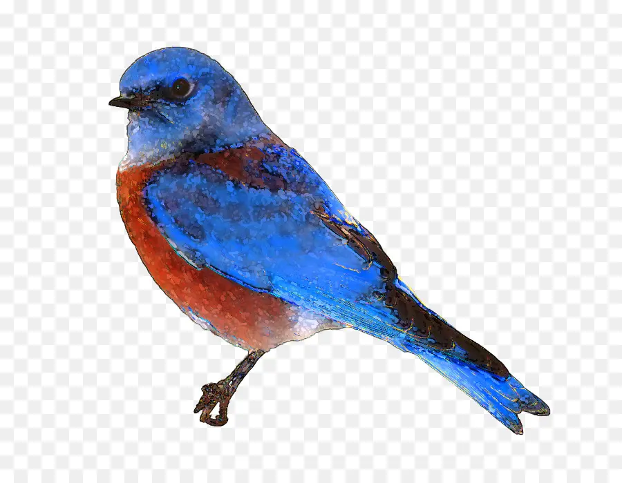 Oiseau Bleu，Plumes PNG