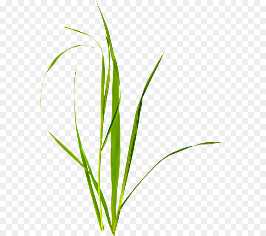 Plante Verte，Feuilles PNG