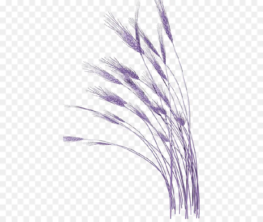 Blé，Grain PNG