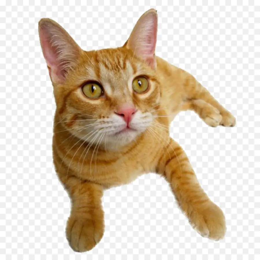 Chat Qui Saute，Animal De Compagnie PNG