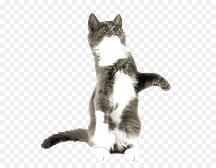 Chat，Tigré PNG