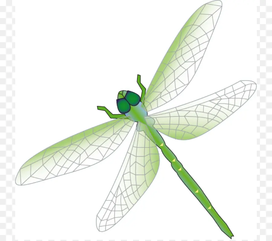 Libellule Verte，Ailes PNG