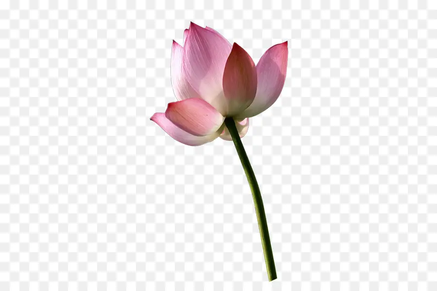 Fleur De Lotus，Rose PNG