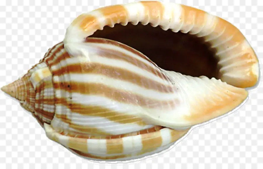 Coquille，Dessin PNG