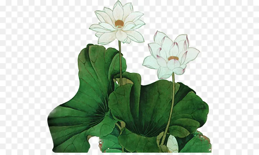 La Peinture Chinoise，Nelumbo Nucifera PNG