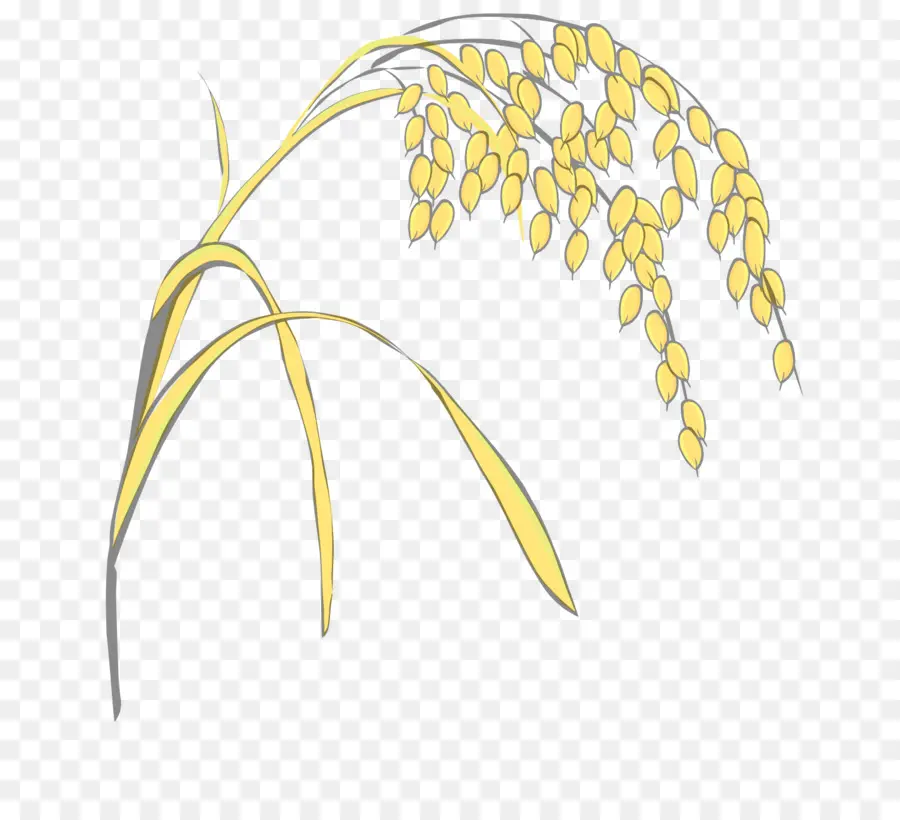 Usine De Riz，Grains PNG