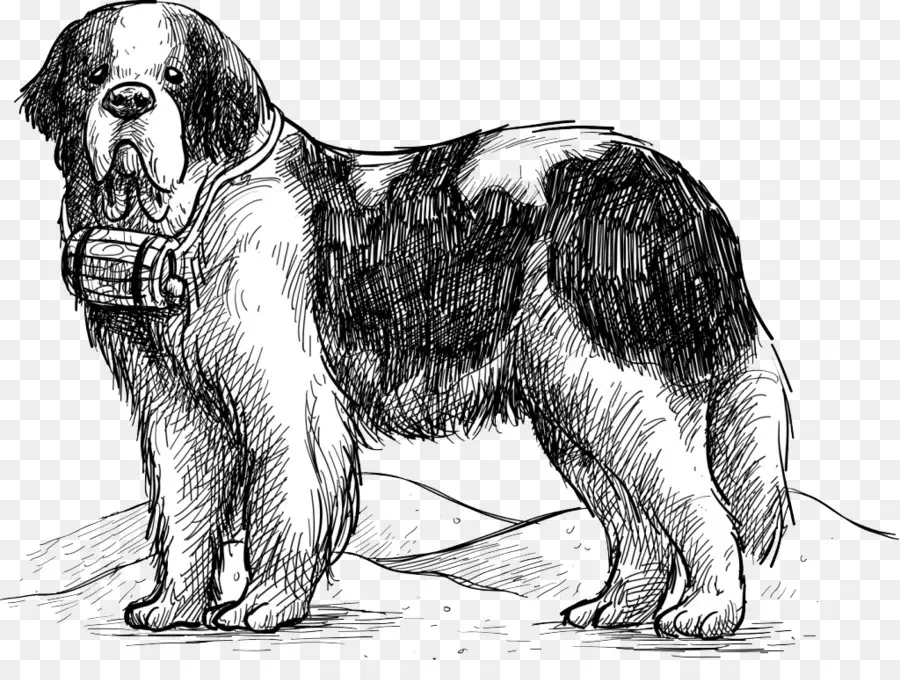 Saint Bernard，Chien PNG