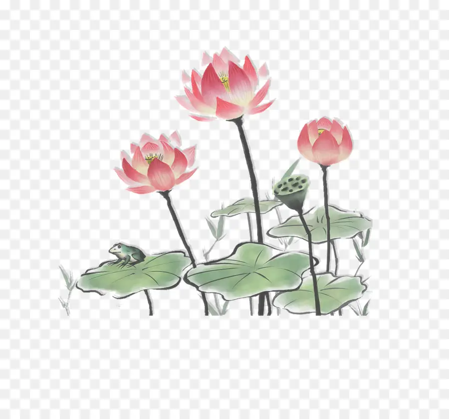 Fleur De Lotus，Floraison PNG