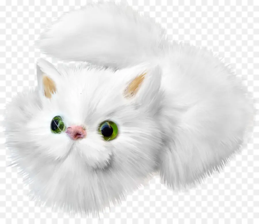 Chat Blanc Moelleux，Mignon PNG