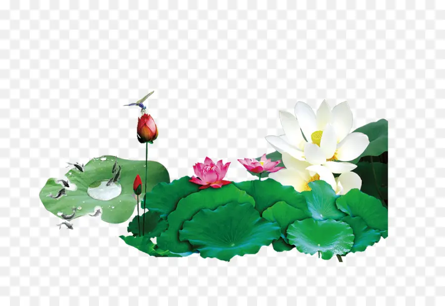 Fleurs De Lotus，Eau PNG