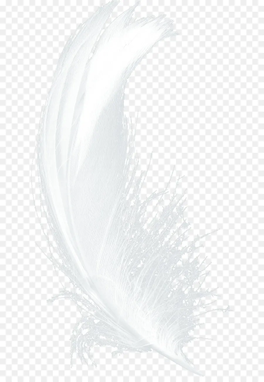 Plume Blanche，Doux PNG