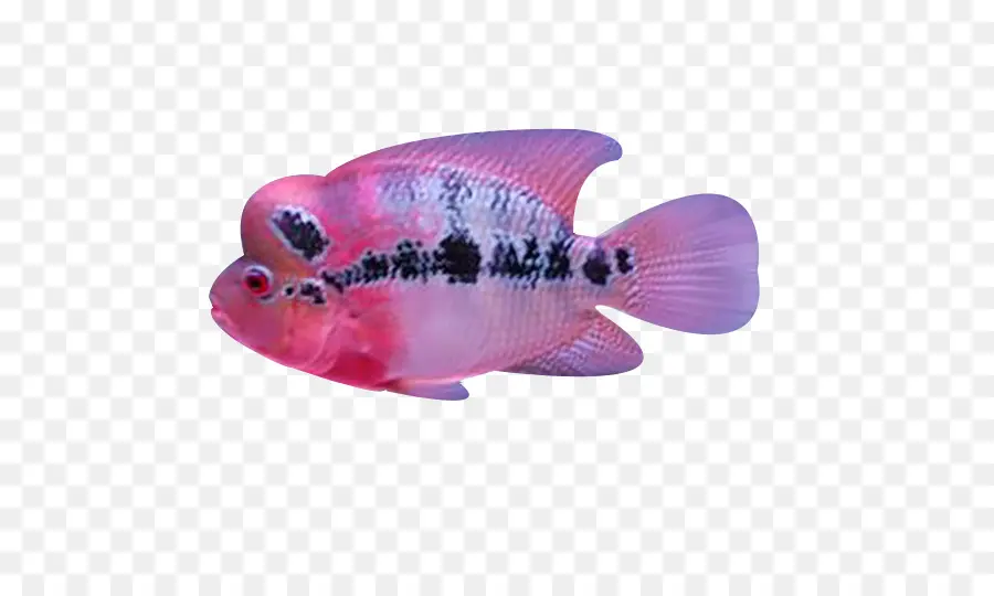 Poisson，Aquatique PNG