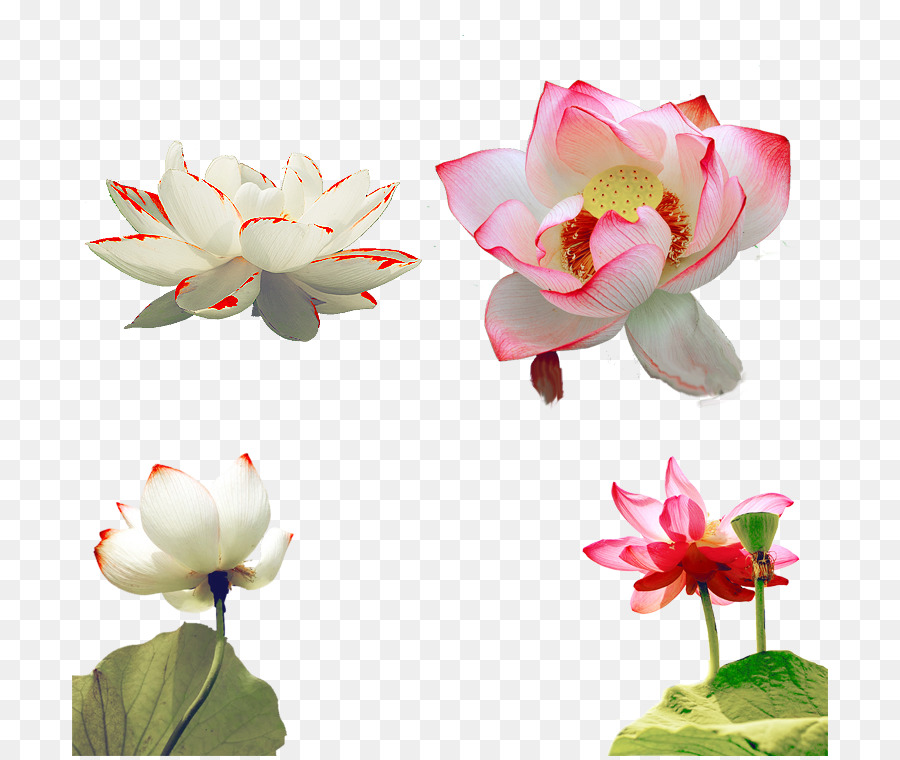 Fleurs De Lotus，Floraison PNG