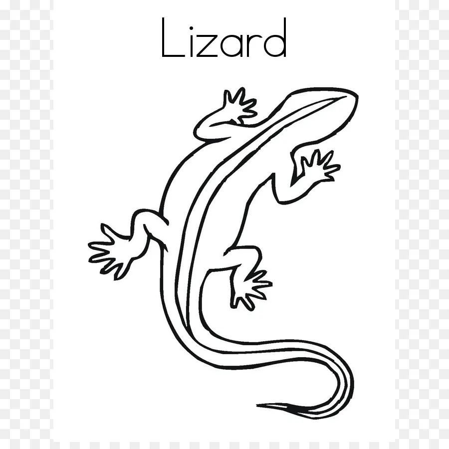 Lézard，Contour PNG