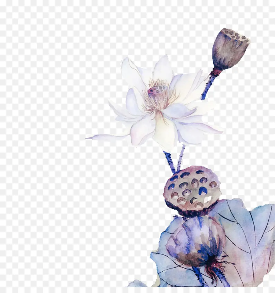 Fleur De Lotus，Floraison PNG