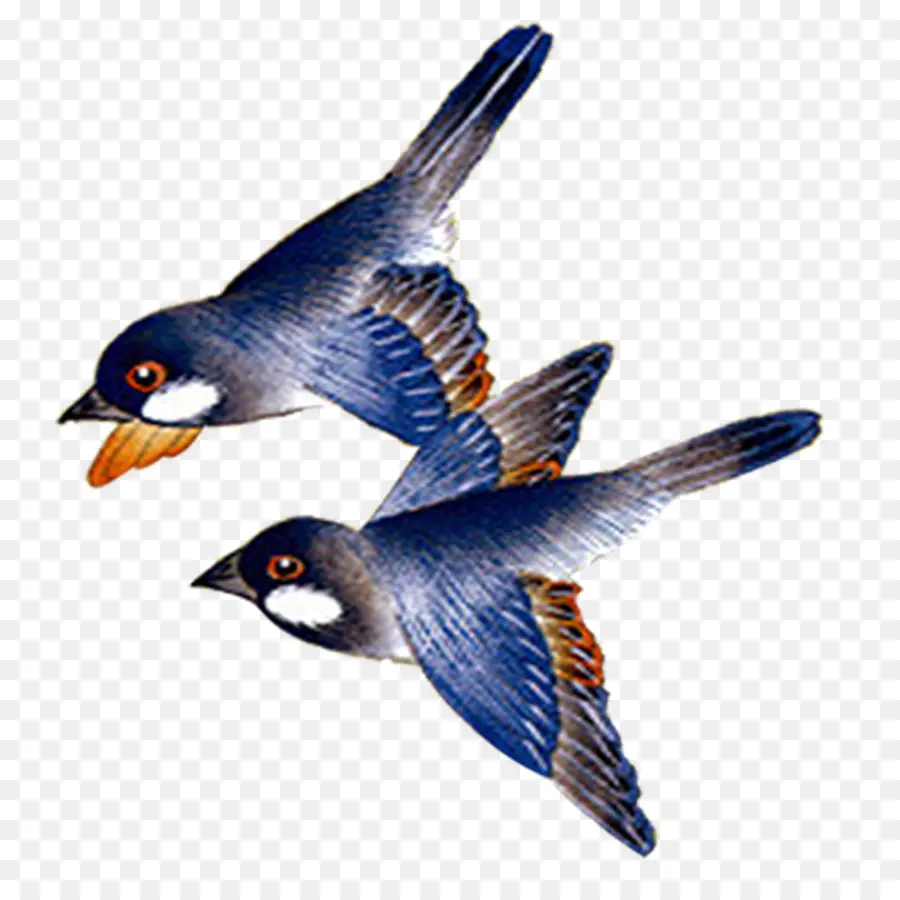 Oiseaux，Vol PNG