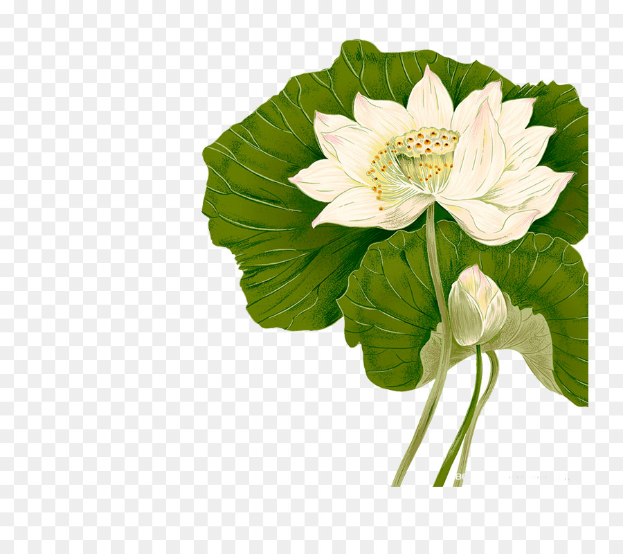 Fleur De Lotus Illustration，Lotus PNG