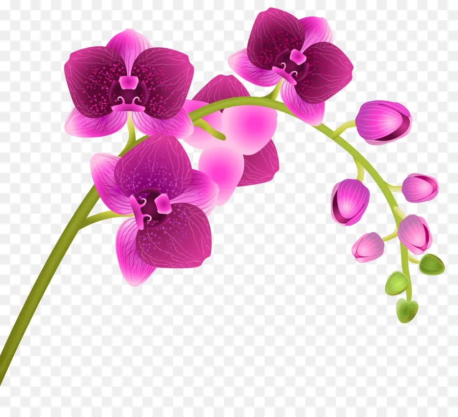 Les Orchidées，Contenu Gratuit PNG